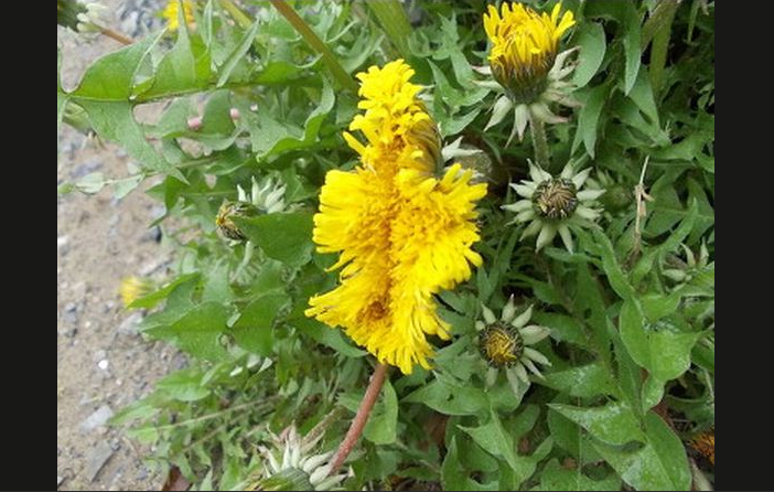 Tsunami, Japan, Jordbavning